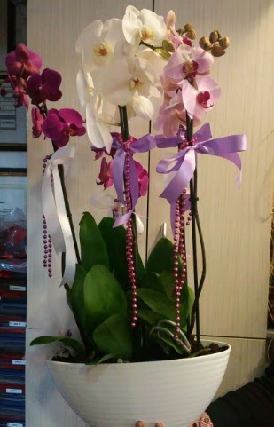Mor ve beyaz ve pembe 6 dall orkide  stanbul Kadky ucuz iek gnder 