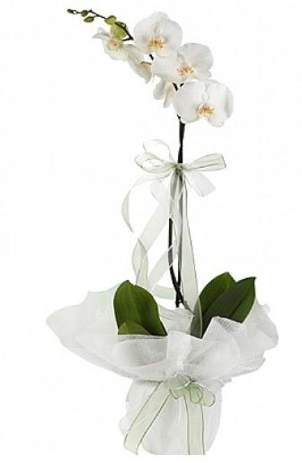 Tekli Beyaz Orkide  stanbul Kadky hediye iek yolla 