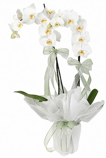 ift Dall Beyaz Orkide  stanbul Kadky anneler gn iek yolla 