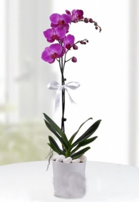 Tek dall saksda mor orkide iei  stanbul Kadky iekiler 
