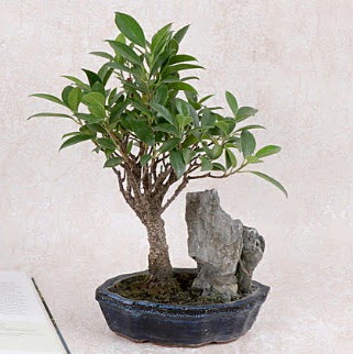 Japon aac Evergreen Ficus Bonsai  stanbul Kadky iek gnderme sitemiz gvenlidir 