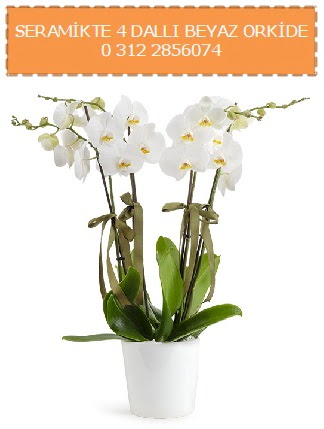 Seramikte 4 dall beyaz orkide  stanbul Kadky iekiler 