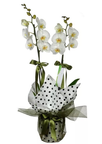 ift Dall Beyaz Orkide  stanbul Kadky 14 ubat sevgililer gn iek 