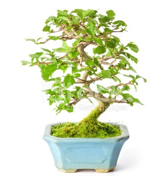 S zerkova bonsai ksa sreliine  stanbul Kadky nternetten iek siparii 