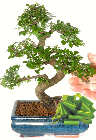 Yaklak 25 cm boyutlarnda S bonsai  stanbul Kadky iek siparii sitesi 