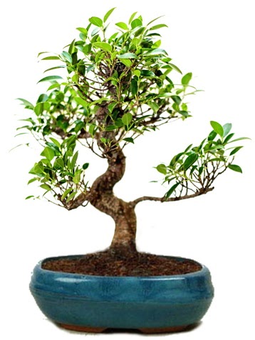 25 cm ile 30 cm aralnda Ficus S bonsai  stanbul Kadky iek gnderme sitemiz gvenlidir 