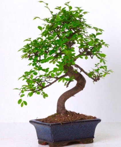 S gvdeli bonsai minyatr aa japon aac  stanbul Kadky iek gnderme sitemiz gvenlidir 