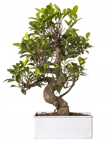 Exotic Green S Gvde 6 Year Ficus Bonsai  stanbul Kadky iek gnderme sitemiz gvenlidir 
