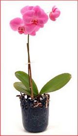  stanbul Kadky iek maazas , ieki adresleri  Phalaenopsis Orchid Plant