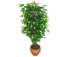 Ficus Benjamin 1,50 cm   stanbul Kadky anneler gn iek yolla 