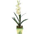 zel Yapay Orkide Beyaz   stanbul Kadky online ieki , iek siparii 