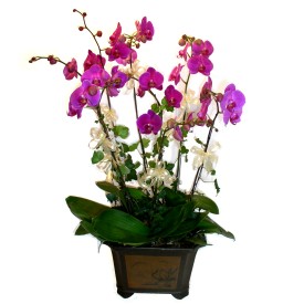  stanbul Kadky cicek , cicekci  4 adet orkide iegi