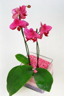  stanbul Kadky ieki maazas  tek dal cam yada mika vazo ierisinde orkide