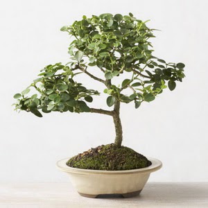 ithal bonsai saksi iegi  stanbul Kadky iek online iek siparii 