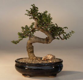 ithal bonsai saksi iegi  stanbul Kadky 14 ubat sevgililer gn iek 