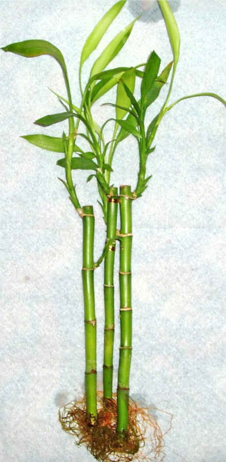 Lucky Bamboo 3 adet vazo hediye edilir   stanbul Kadky cicek , cicekci 
