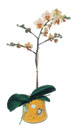  stanbul Kadky online iek gnderme sipari  Phalaenopsis Orkide ithal kalite