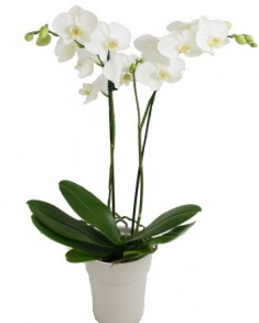 2 dall beyaz orkide  stanbul Kadky uluslararas iek gnderme 