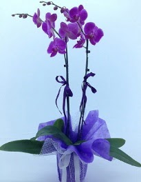 2 dall mor orkide  stanbul Kadky kaliteli taze ve ucuz iekler 