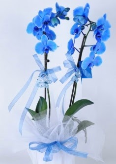 2 dall mavi orkide  stanbul Kadky internetten iek sat 