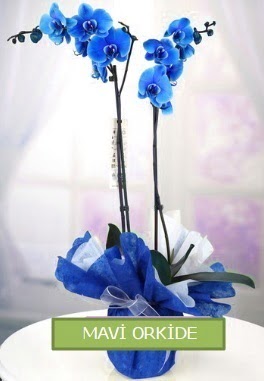 2 dall mavi orkide  stanbul Kadky iekiler 