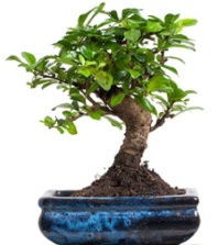 5 yanda japon aac bonsai bitkisi  stanbul Kadky iek sat 