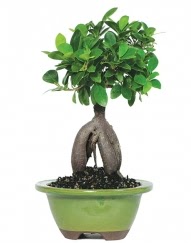 5 yanda japon aac bonsai bitkisi  stanbul Kadky cicek , cicekci 