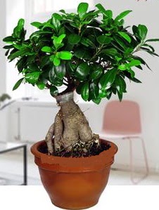 5 yaşında japon ağacı bonsai bitkisi  İstanbul Kadıköy online çiçek gönderme sipariş 