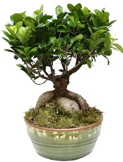 Japon ağacı bonsai saksı bitkisi  İstanbul Kadıköy İnternetten çiçek siparişi 