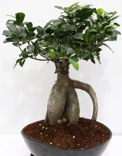 Japon aac bonsai saks bitkisi  stanbul Kadky iek yolla 