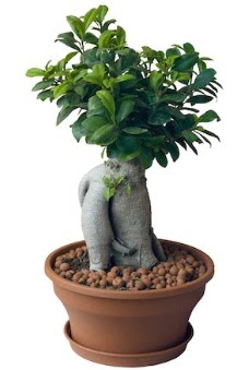 Japon ağacı bonsai saksı bitkisi  İstanbul Kadıköy çiçek gönderme 