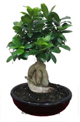 Japon aac bonsai saks bitkisi  stanbul Kadky ucuz iek gnder 