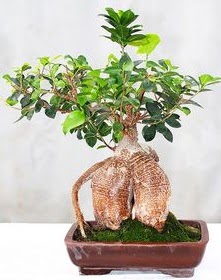Japon ağacı bonsai saksı bitkisi  İstanbul Kadıköy ucuz çiçek gönder 