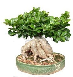 Japon aac bonsai saks bitkisi  stanbul Kadky iek gnderme 
