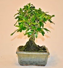 Zelco bonsai saksı bitkisi  İstanbul Kadıköy çiçek servisi , çiçekçi adresleri 