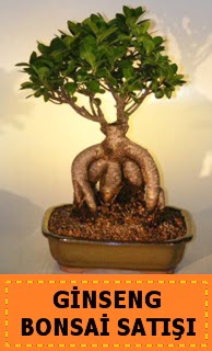 Ginseng bonsai sat japon aac  stanbul Kadky cicek , cicekci 