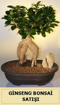 İthal Ginseng bonsai satışı japon ağacı  İstanbul Kadıköy çiçek siparişi sitesi 