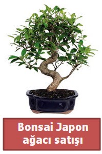 Japon ağacı bonsai satışı  İstanbul Kadıköy çiçek siparişi sitesi 