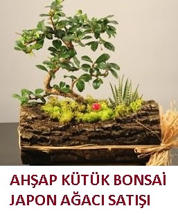 Ahşap kütük içerisinde bonsai ve 3 kaktüs  İstanbul Kadıköy çiçekçi mağazası 