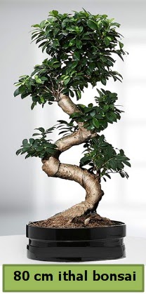 80 cm zel saksda bonsai bitkisi  stanbul Kadky ieki telefonlar 