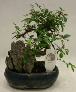 İthal 1.ci kalite bonsai japon ağacı  İstanbul Kadıköy çiçek satışı 