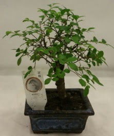 Minyatr ithal japon aac bonsai bitkisi  stanbul Kadky iek sat 