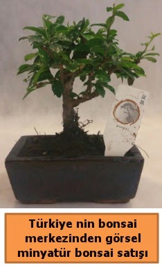 Japon ağacı bonsai satışı ithal görsel  İstanbul Kadıköy çiçek yolla 