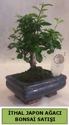 İthal japon ağacı bonsai bitkisi satışı  İstanbul Kadıköy çiçekçi telefonları 
