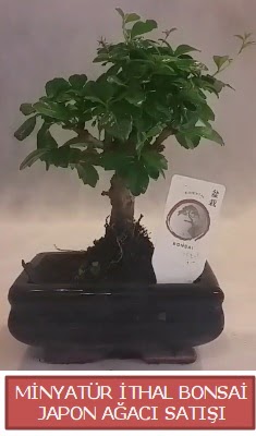 Küçük görsel bonsai japon ağacı bitkisi  İstanbul Kadıköy çiçek , çiçekçi , çiçekçilik 