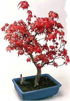 Amerikan akaaa bonsai bitkisi  stanbul Kadky iek yolla 