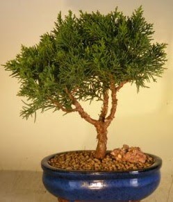 Servi am bonsai japon aac bitkisi  stanbul Kadky iek yolla 