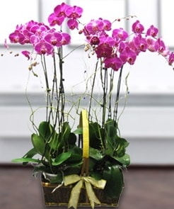 7 dall mor lila orkide  stanbul Kadky iek gnderme sitemiz gvenlidir 