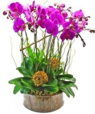 Ahap ktkte lila mor orkide 8 li  stanbul Kadky internetten iek sat 