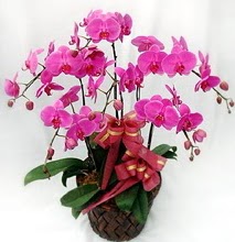 Sepet ierisinde 5 dall lila orkide  stanbul Kadky ucuz iek gnder 